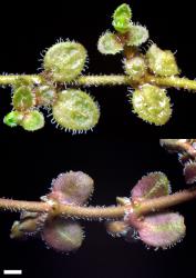 Veronica lilliputiana. Leaf surfaces, adaxial (left) and abaxial (right) and stems. Scale = 1 mm.
 Image: P.J. Garnock-Jones © P.J. Garnock-Jones CC-BY-NC 3.0 NZ